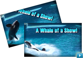 Animate titles to fit your movie's personality