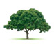 Go Green