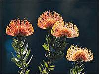 Digital Photographs