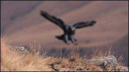 Auto Focus