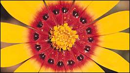 Vibrant Images