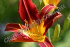 SAMPLE PICTURE