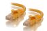 Alogic C6-05-Yellow CAT6 Snagless Patch Cable - 5m, RJ45-RJ45 - Yellow